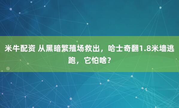米牛配资 从黑暗繁殖场救出,哈士奇翻1.8米墙逃跑,它怕啥?